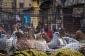 Fancy pigeons of white, brown, grey colors kept in cage for sell in pet shop or pet markets in India. These high flying pigeons