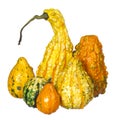 Fancy pumpkin collection isolated. Unusually shaped squashes