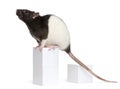 Fancy Rat, 1 year old, sitting on box Royalty Free Stock Photo