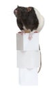 Fancy Rat, 1 year old, sitting on boxes Royalty Free Stock Photo