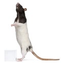 Fancy Rat, 1 year old, standing Royalty Free Stock Photo