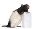 Fancy Rat, 1 year old, standing against box Royalty Free Stock Photo