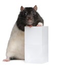 Fancy Rat, 1 year old, standing against box Royalty Free Stock Photo