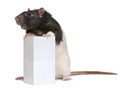 Fancy Rat, 1 year old, standing against box Royalty Free Stock Photo