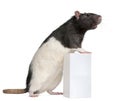 Fancy Rat, 1 year old, standing against box Royalty Free Stock Photo