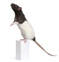 Fancy Rat, 1 year old, standing on box Royalty Free Stock Photo