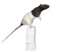 Fancy Rat, 1 year old, standing on boxes Royalty Free Stock Photo