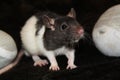 Fancy rat Royalty Free Stock Photo