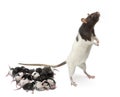 Fancy Rat next to its babies and looking away in front of white background Royalty Free Stock Photo