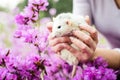 Fancy rat in purple azalea blossom, Chinese New year 2020 Royalty Free Stock Photo