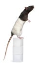 Fancy Rat, 1 year old Royalty Free Stock Photo