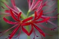 Fancy Red Spider Lily Blossoms - Lycoris radiata