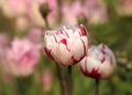 Fancy Red Streaked White Tulip Soft Focus Royalty Free Stock Photo