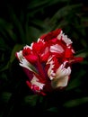 Fancy red and white parrot tulip