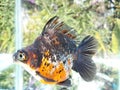 Fancy ryukin goldfish Royalty Free Stock Photo