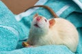 Fancy Pet Rat Sofa Royalty Free Stock Photo