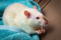 Fancy Pet Rat Sofa Royalty Free Stock Photo
