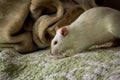 Fancy Pet Rat Sofa Royalty Free Stock Photo