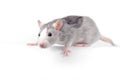 Fancy silver rat over white background