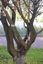 Fancy tree trunk with clipped branches against the backdrop of a city lake, autumn background