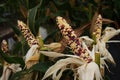 Fancy white, purple and yellow waxy corn crop at harvesting stage