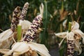 Fancy white, purple and yellow waxy corn crop at harvesting stage