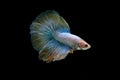 Fancy yellow halfmoon betta fish Royalty Free Stock Photo