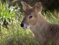 Fanged Deer Royalty Free Stock Photo