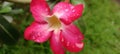 Frangipani, a beautiful flower. Plumeria rubra flower. Raindrops on flowers