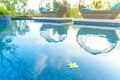 Fangipani Flower floating in a resort pool with daybeds and garden in the background glowing in the morning sunshine