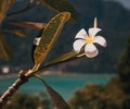 fangipani - tropical nature background Royalty Free Stock Photo
