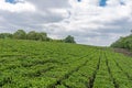 Fangshan Tea Farm Royalty Free Stock Photo