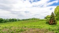 Fangshan Tea Farm Royalty Free Stock Photo