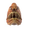 Fangtooth Fish Isolated on White 3D Illustration Royalty Free Stock Photo