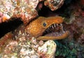 Fangtooth moray - Canary Islands