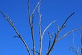 FANNING BRANCHES OF DEAD TREE AGAINST BLUE SKY Royalty Free Stock Photo