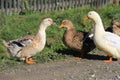 Fannu gooses on farm Royalty Free Stock Photo