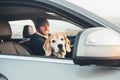 Fanny beagle dog looks out fron window when travel with his owner by the car Royalty Free Stock Photo