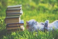 Fanny cat lying on the back on the grass near pile of old books Royalty Free Stock Photo