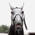 Fanny emotions of horse during washing Royalty Free Stock Photo