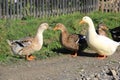 Fanny rural gooses Royalty Free Stock Photo