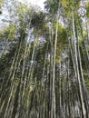 Bamboo kyoto Japan forest nature