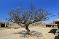 Fansypansy tree at Vitthala Temple in Hampi