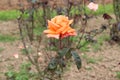 Fanta colour rose plant