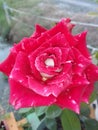 Fantacy Super Red Rose