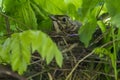 Thrush bird in tree nest Royalty Free Stock Photo