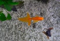 Fantail and Black Moor goldfish
