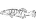 Fantail or Etheostoma flabellare Freshwater Fish Cartoon Drawing
