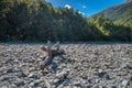 Rainforest near Fantail Falls, located in Mt Aspiring National Park, along HAAST Highway in south island of New Zealand Royalty Free Stock Photo