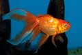 Fantail Goldfish in Aquarium